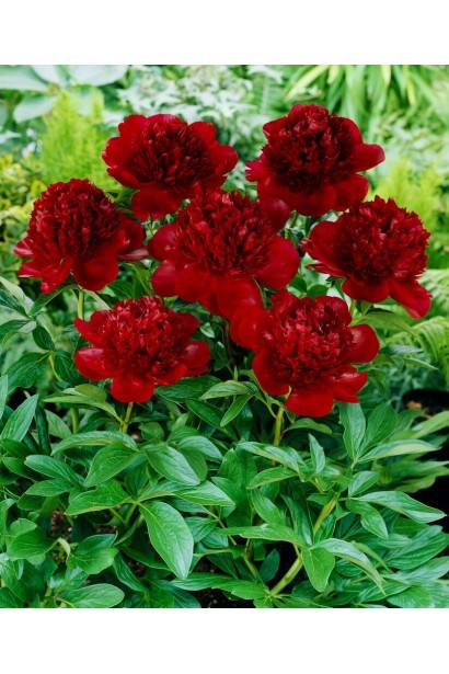 Пион Ред Шарм травянистая красотка с насыщенно красными густомахровыми цветами.